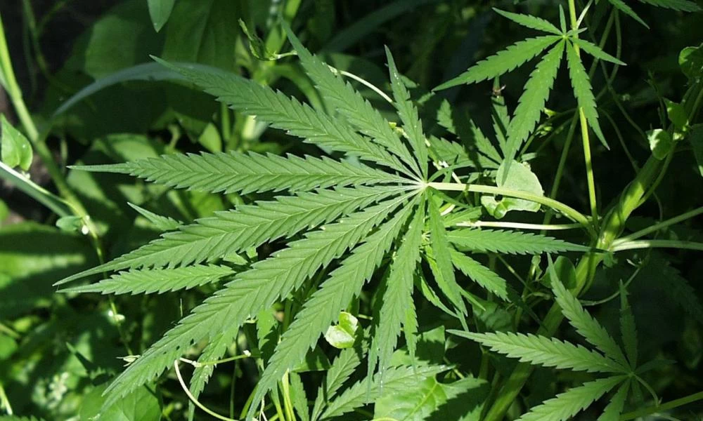 Αθήνα: To 10% των Αθηναίων καπνίζει κάνναβη αμφιβόλου ποιότητας